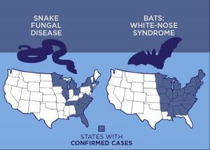 A map of the range of snakes infected with snake fungal disease and bats with white-nose syndrome in the United States.