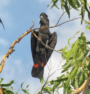 Australian Red tailed Black cockatoo