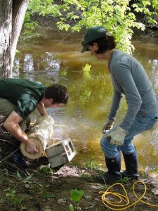 Tina Ciaramitaro, a U.S. Forest Service technician and Tom Baweja, a U.S. Forest Service biological aide toss logs into the Red Cedar River near Okemos, Mich.