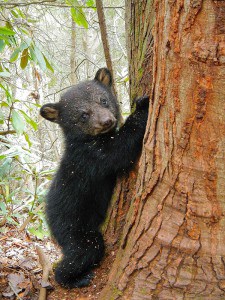A black bear cub stands up against a tree in Big South Fork.