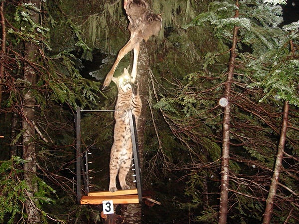 Image Credit: Tim Hiller and the Oregon Department of Fish and Wildlife