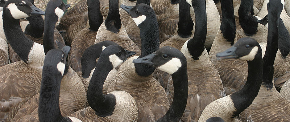 Canada Geese Management