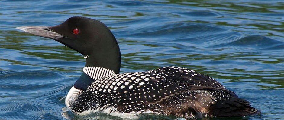 A Great Northern Loon