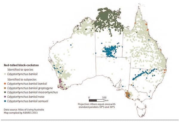 The distribution of the red-tailed black-cockatoo (Calyptorhynchus banksii) and its subspecies in Australia in 2013.Source: Australia’s State of Forest Report: Montreal Process Implementation Group for Australia and the National Forest Inventory Steering Committee 2013