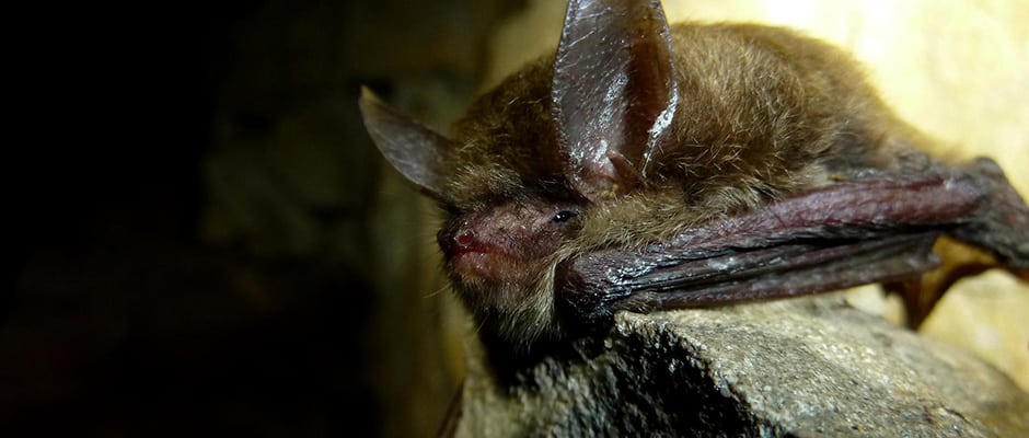 Manitoba bats