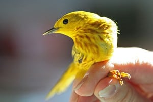 A yellow warbler.