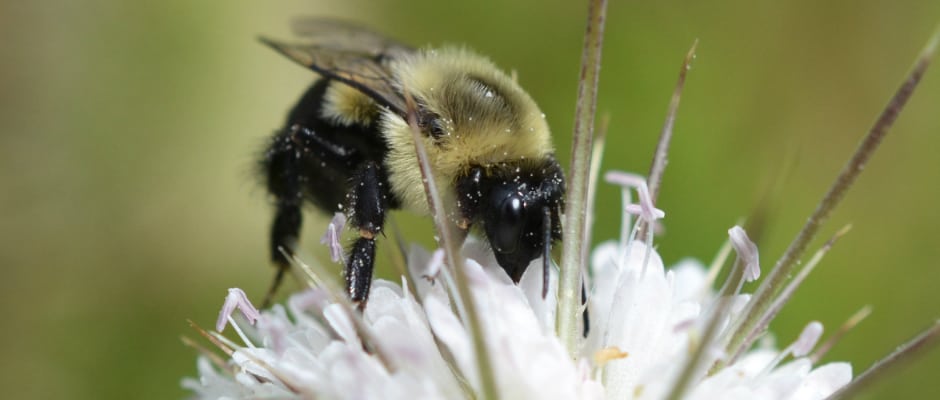 A common eastern bumblebee