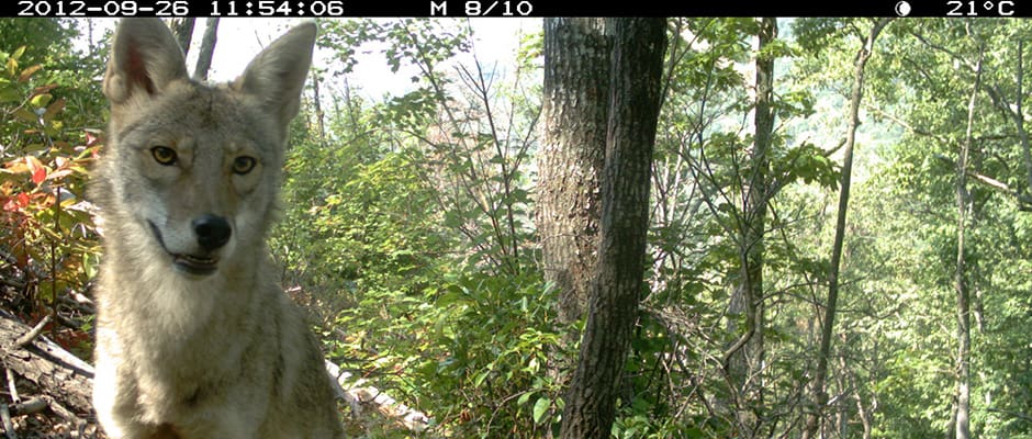 A coyote looks at a camera trap in South Mountain Gameland, N.C.