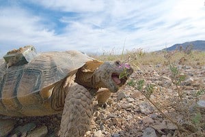 Desert tortoises