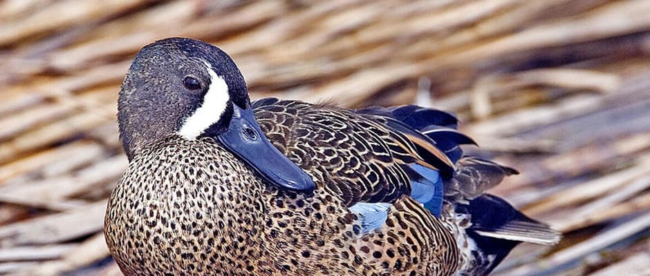 Blue-winged teal.