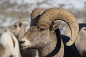 A bighorn sheep in Colorado is pictured above. In a recently published study, researchers found that inbreeding, a common hypothesis for bighorn sheep decline in Colorado, is likely not the reason for their decline. Image Credit: Ann Hough / U.S. Fish and Wildlife Service 
