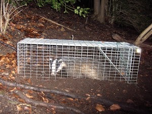A badger is caught in a cage trap 