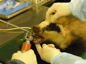 An anesthetized wild badger