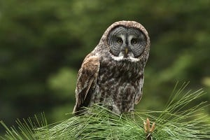 The great gray owl.