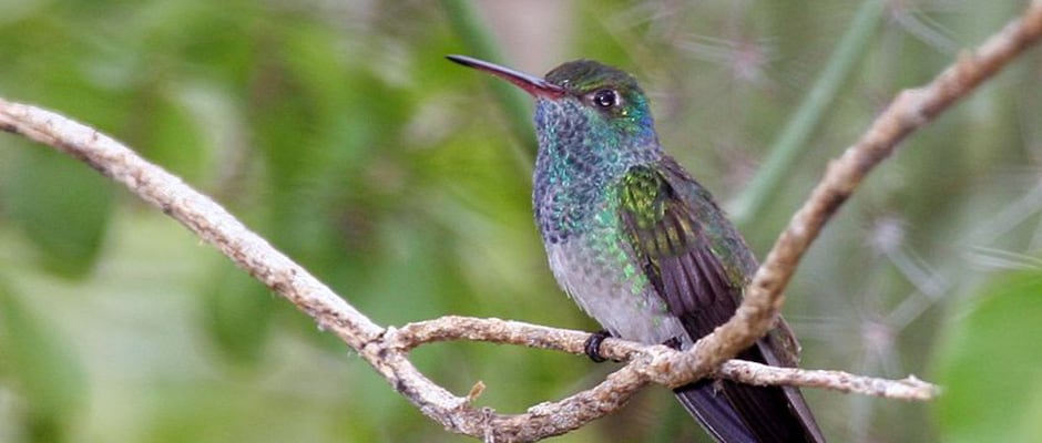 Honduran emerald hummingbird