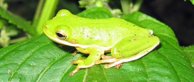 How Frogs Cope With Road Salt and Brackish Water - The Wildlife Society