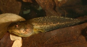 Wood frog tadpoles grew larger in ponds contaminated with road salt. The salt appeared to restrict the zooplankton population, which competes for the algae that tadpoles feed on. Image Credit: Michael F. Benard