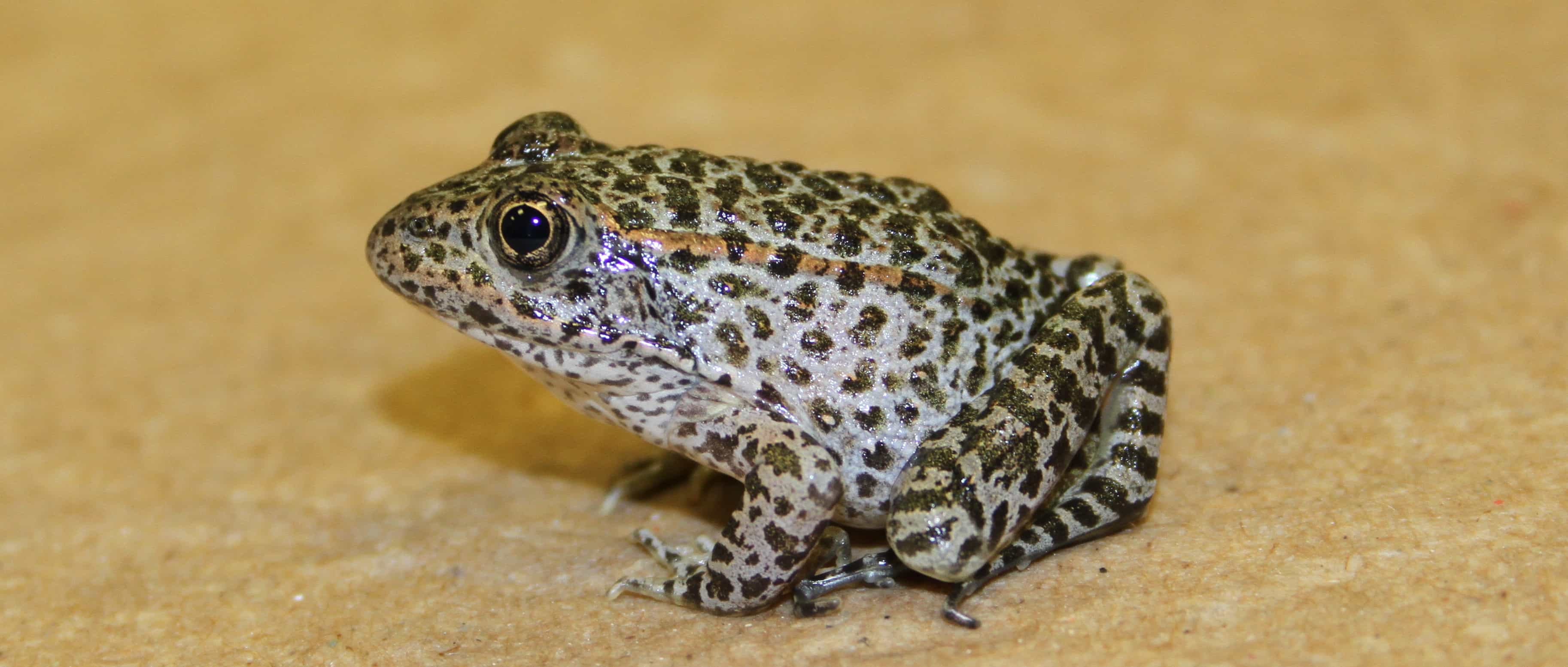 Image result for images dusky gopher frogs