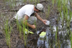 Researcher Ross Ketron releases dusky gopher frogs into a pond in the Mississippi Sandhill Crane Wildlife Refuge. It will take around 2.5 years before the frogs will be able to reproduce. Image Credit: Angela Dedrickson