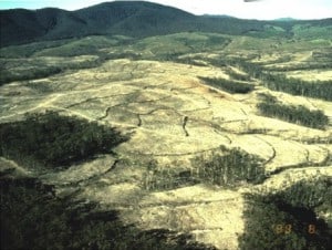 The Wog Wog Habitat Fragmentation Experiment in Australia as it looked shortly after areas were first cleared in the 1980s. The experimental area allowed researchers to track the effects of fragmentation on different species. Image Credit: Kika Tuff