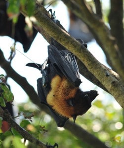 A flying fox, fitted with a GPS logger, rests on a tree.