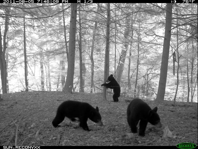 Black Bear Camera Trap 1