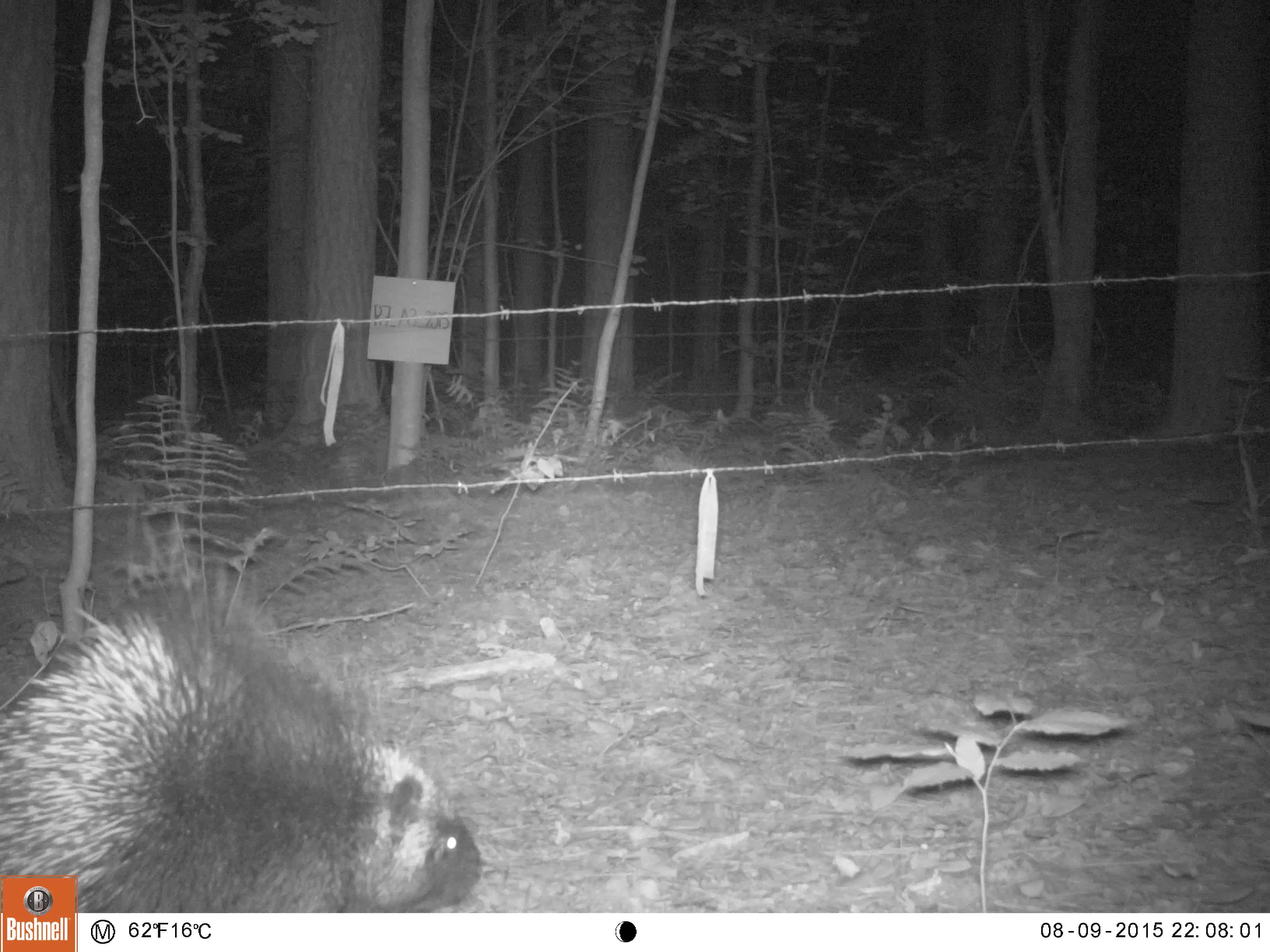 Black Bear Camera Trap 5