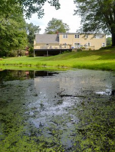 2.Suburban ponds contain traces of estrogen, which researchers believe may come from natural sources such as the plants that are often favored in backyards or from septic system leaks. Image credit: Max Lambert/Yale University