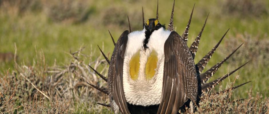 Department Of Agriculture Revamps Sage Grouse Initiative - The Wildlife 