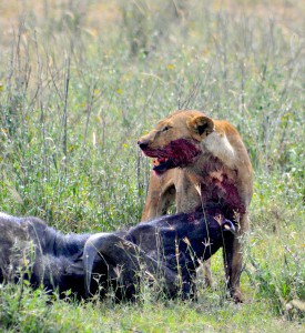 A lion feeds on a buffalo. Image Credit: Amoury Laporte