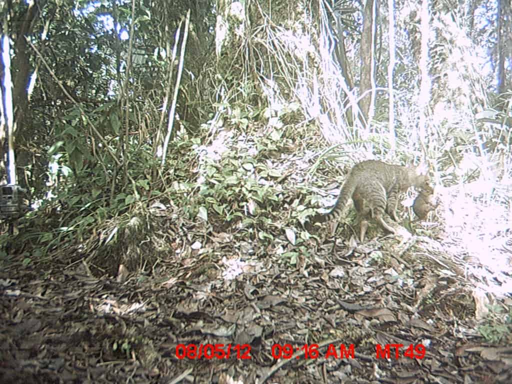 Conservation - wildcam lemurs - 2