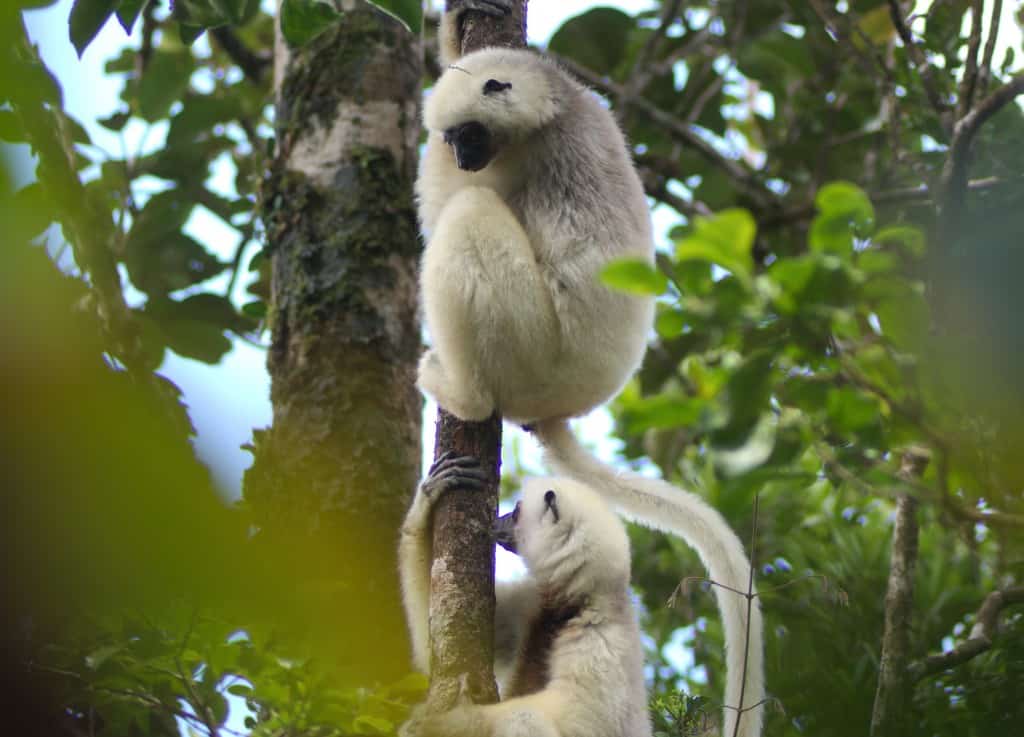Conservation - wildcam lemurs - 3 Asia Murphy photo credit