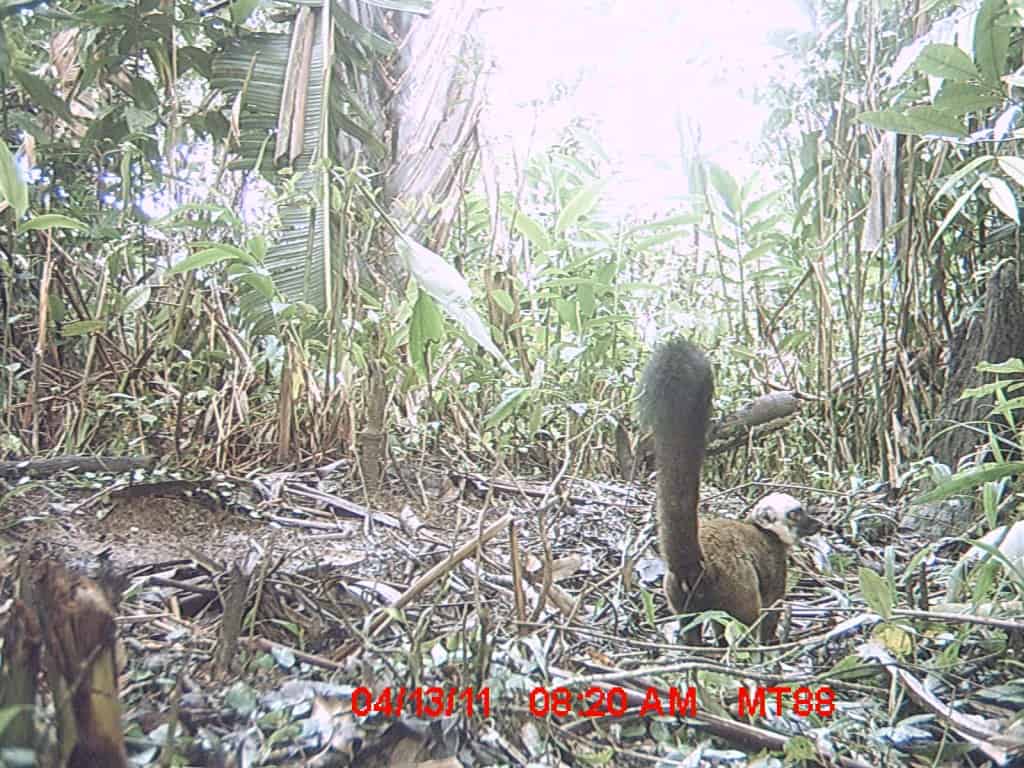 Conservation - wildcam lemurs - 7