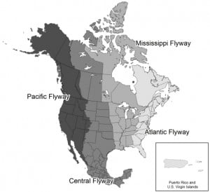 Map Dividing North America into Four Administrative Flyways Image Credit: U.S. Fish and Wildlife Service Migratory Bird Program 