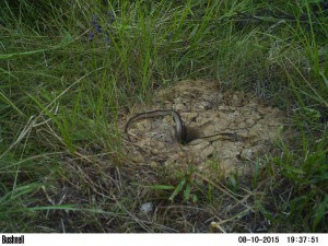 A common gartersnake (Thamnophis sirtalis) occupies an artificial crayfish burrow. Researchers installed camera traps to monitor crawfish frogs.  Image Credit: Bushnell Trophy Cam Model 119436 