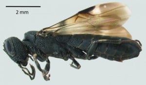 A female parasitic woodwasp of the Orussus minutus species. Image Credit: Michael Skvaria 