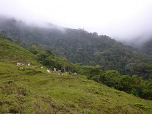 A cattle pasture next to contiguous forest in the Choco-Andes region of Colombia. When farther from large forests, low-intensity farming loses more total evolutionary diversity. Image Credit: David Edwards