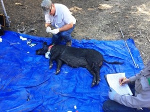 Feral swine being radio-collared prior to release.