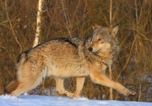Gray wolf. Image Credit: Valeriy Yurko