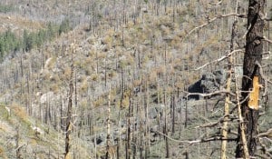 A scat detection occurred in the lower center of this image of snag forest in the area of the McNally Fire. Image Credit: Chad Hanson