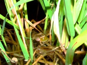 A male calling frog in reed canary grass. Image Credit: Katie Holzer