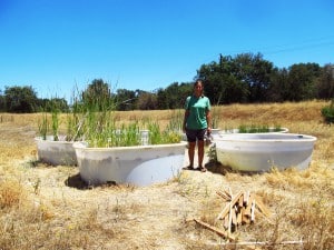 Researcher Katie Holzer with groups of experimental ponds with various plants. Ramps are for frogs to colonize from the wild. Image Credit: Katie Holzer