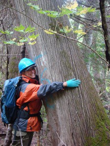 White-cedar researcher Catherine Larouche hugs a mature tree. Her work in Quebec and Maine suggests that strategies such as retaining unlopped tops after harvest to form barriers or growing white-cedar in close association with less-palatable species might limit the access of deer to young white-cedar trees and reduce herbivory. Image Credit: Stéphane Tremblay 