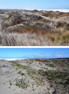 Two habitats contrasted: the top shows an area infested with invasive European beachgrass, while the bottom image shows a beach area without. Image Credit: Matthew D. Johnson