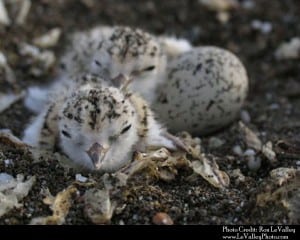 Western snowy plover chicks on Little River State Beach, Calif. Image Credit: Ron Le Valley