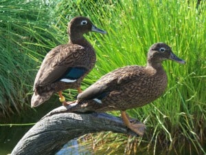 Laysan ducks. Image Credit: John Klavitter