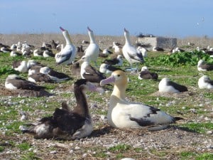 A short-tailed albatross alongside decoys set up to help a lone male that turned up attract a mate to the island. Image Credit: John Klavitter