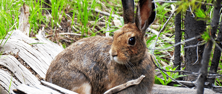 Swamp Rabbits  State of Tennessee, Wildlife Resources Agency