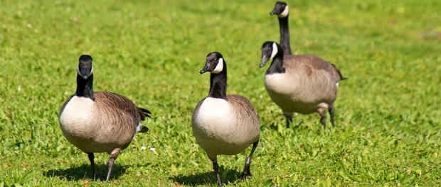 Harvesting Not Enough to Control Canada Goose Numbers - The Wildlife ...