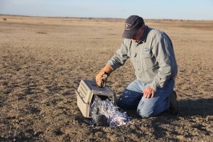WS-MT wildlife disease biologist Jerry Wiscomb releases a black footed ferret on Crow Nation lands in Montana. Image Credit: USDA Wildlife Services